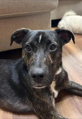 ARCHIE
