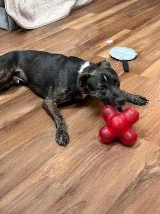 ARCHIE
