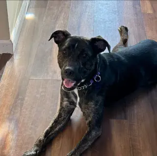 ARCHIE