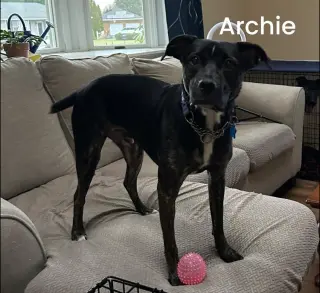ARCHIE