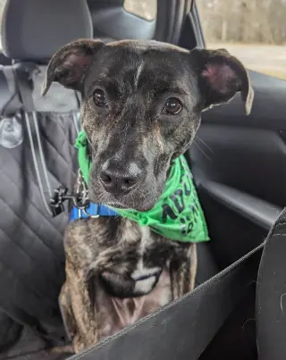 ARCHIE