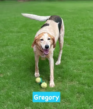 Gregory: Not At the Shelter (Wendy)