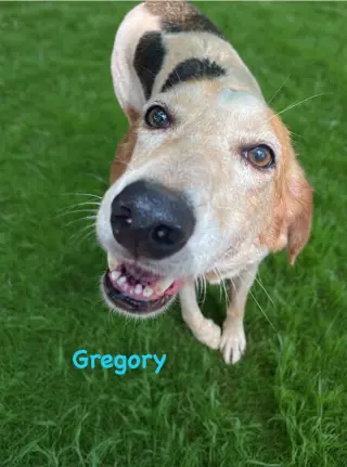 Gregory: Not At the Shelter (Wendy)