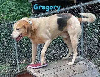 Gregory: Not At the Shelter (Wendy)