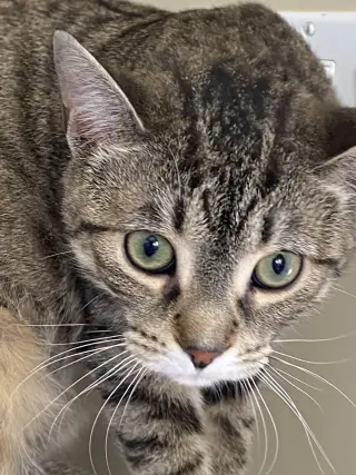 Pepper