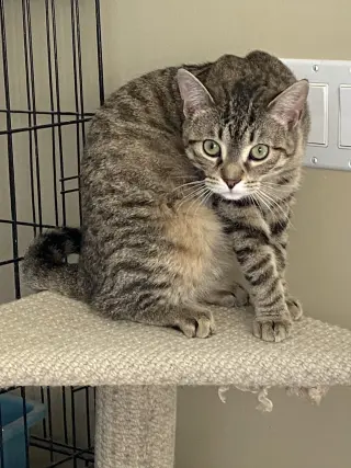 Pepper