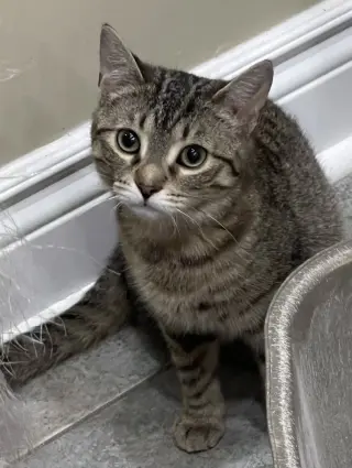 Pepper