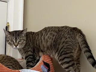 Pepper