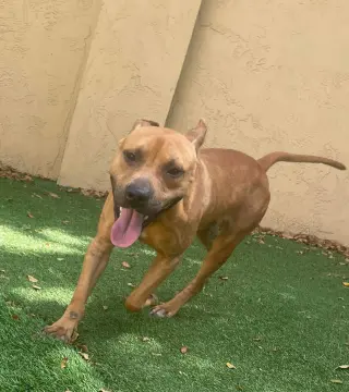 Audie