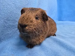 Coco, Moo, Gus Gus