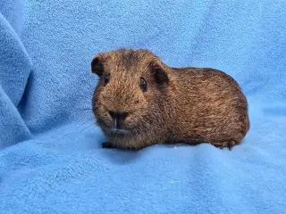Coco, Moo, Gus Gus