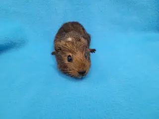 Coco, Moo, Gus Gus