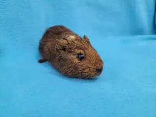 Coco, Moo, Gus Gus