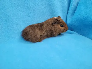Coco, Moo, Gus Gus