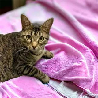 Maxi