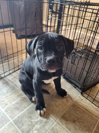 Penny