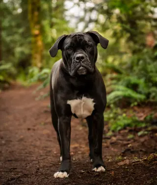 Penny