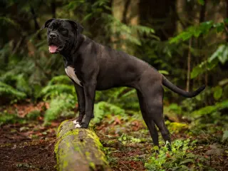 Penny