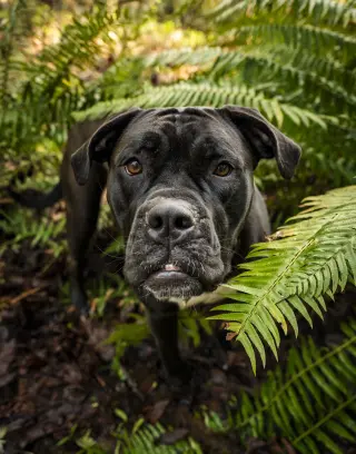 Penny