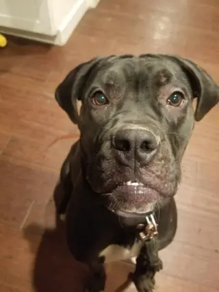 Penny