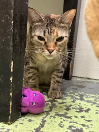 Abbie