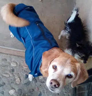 Sammy-his BFF is roomy