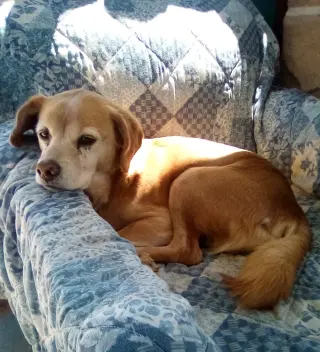 Sammy-his BFF is roomy