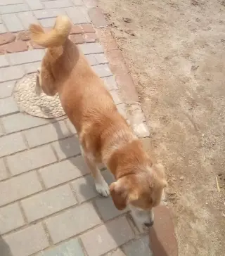Sammy-his BFF is roomy