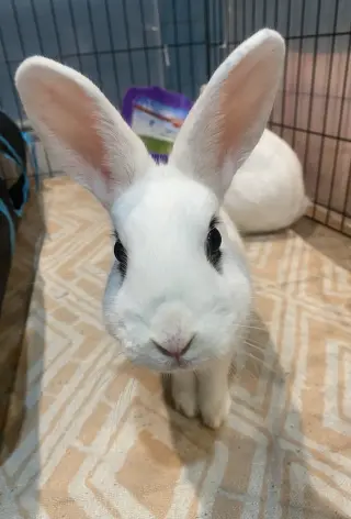 Luna's Pluto RABBIT