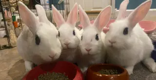 Luna's Pluto RABBIT