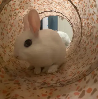 Luna's Pluto RABBIT