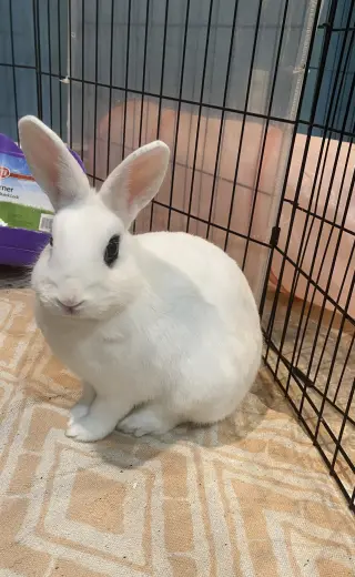 Luna's Mars RABBIT