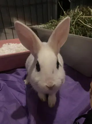 Luna's Mars RABBIT