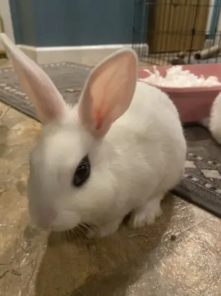 Luna's Comet RABBIT