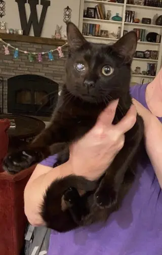 Mad Eye Meowdy