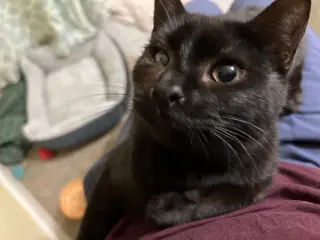 Mad Eye Meowdy