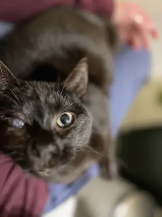 Mad Eye Meowdy