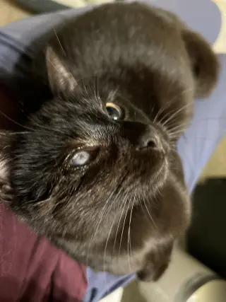 Mad Eye Meowdy