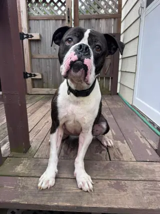 Drago - FOSTER OR ADOPT ME!!