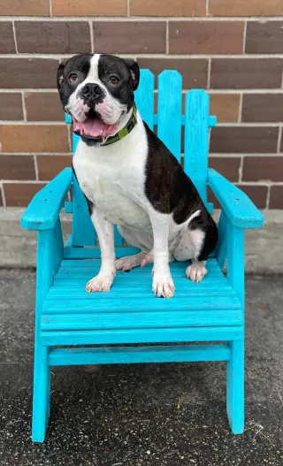 Drago - FOSTER OR ADOPT ME!!