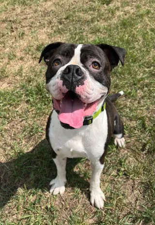 Drago - FOSTER OR ADOPT ME!!