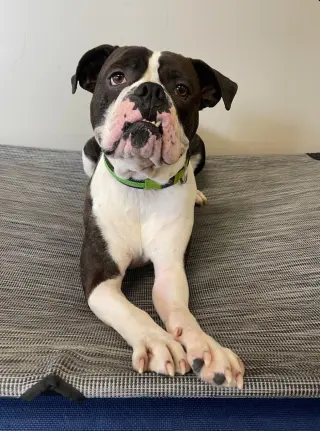 Drago - FOSTER OR ADOPT ME!!