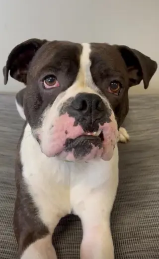 Drago - FOSTER OR ADOPT ME!!