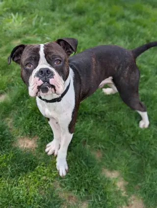 Drago - FOSTER OR ADOPT ME!!