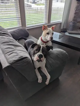 Drago - FOSTER OR ADOPT ME!!
