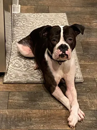 Drago - FOSTER OR ADOPT ME!!