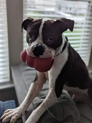 Drago - FOSTER OR ADOPT ME!!