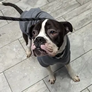 Drago - FOSTER OR ADOPT ME!!