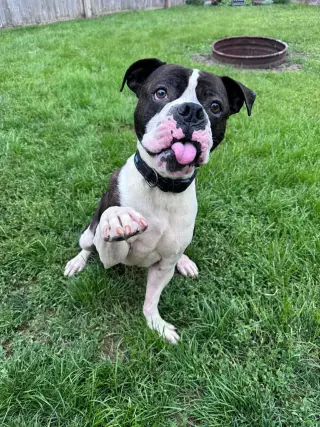 Drago - FOSTER OR ADOPT ME!!