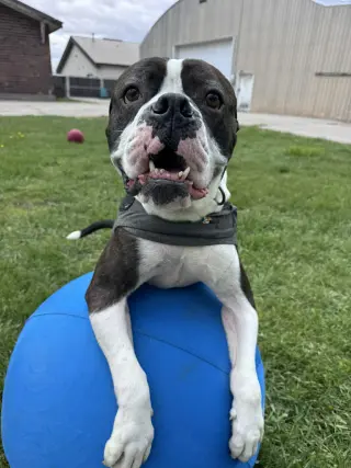 Drago - FOSTER OR ADOPT ME!!
